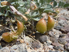 Astragalus chamaeleuce