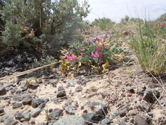 Astragalus chamaeleuce