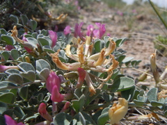 Astragalus chamaeleuce