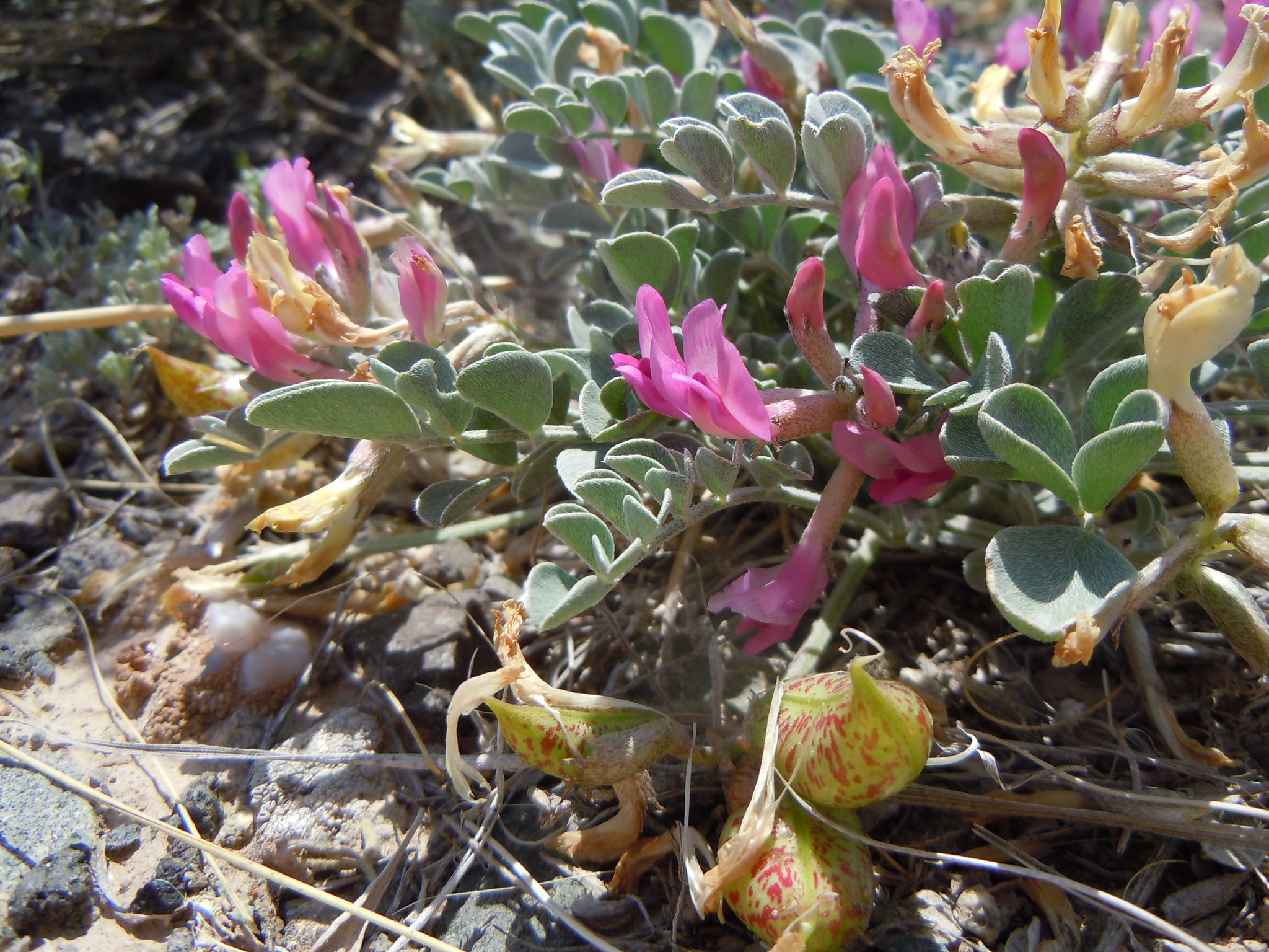 Astragalus chamaeleuce