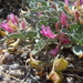 Astragalus chamaeleuce - Photo (c) Matt Lavin, algunos derechos reservados (CC BY-SA)