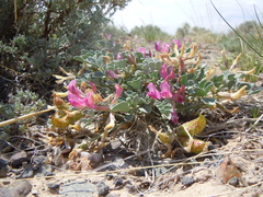 Astragalus chamaeleuce