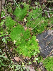 Selaginella pilifera