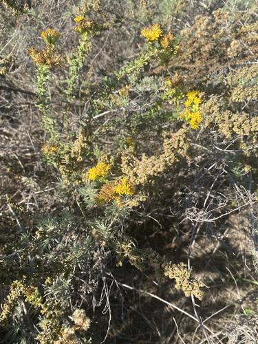 iNaturalist observation photo of Coastal Goldenbush