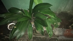 Liliales