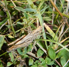 Chorthippus mollis