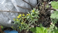 Erysimum cheiranthoides