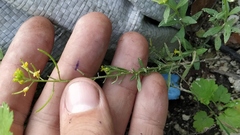 Erysimum cheiranthoides