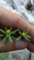 Erysimum cheiranthoides