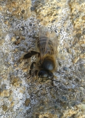 Apis mellifera