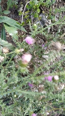 Carduus acanthoides