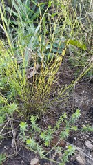 Equisetum arvense