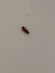 Oryzaephilus surinamensis