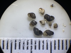 Pyrgulopsis glandulosa