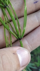 Equisetum arvense