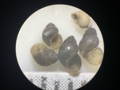 Pyrgulopsis glandulosa