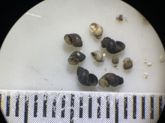 Pyrgulopsis glandulosa