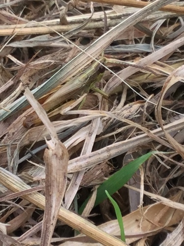 Photo of Meadow Grasshopper (Pseudochorthippus parallelus)