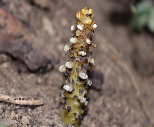 Balanophora polyandra