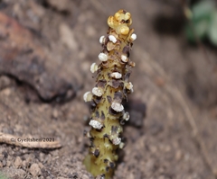 Balanophora polyandra