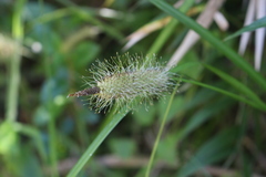 Carex erinacea