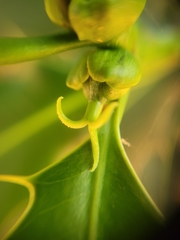 Pachystroma longifolium