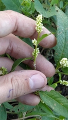 Persicaria