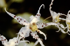 Oncidium cirrhosum