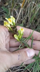 Linaria vulgaris