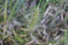 Carex erinacea