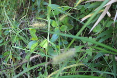 Carex erinacea