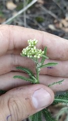 Achillea millefolium