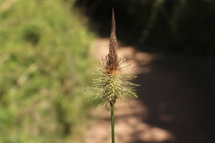 Carex erinacea