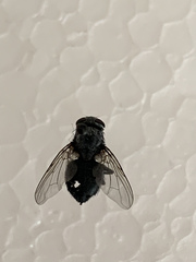 Calyptratae