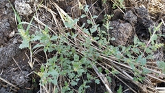 Atriplex tatarica