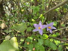 Solanum trilobatum