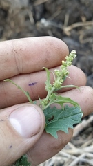 Atriplex tatarica