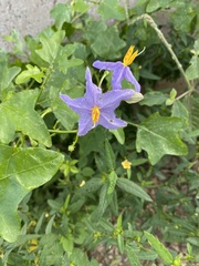 Solanum trilobatum
