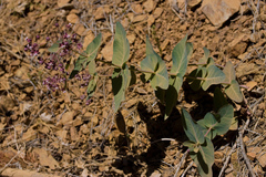 Asclepias cordifolia