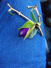 Solandra boliviana