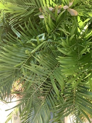 Zamia integrifolia