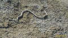 Psammophis schokari