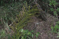 Asparagus densiflorus