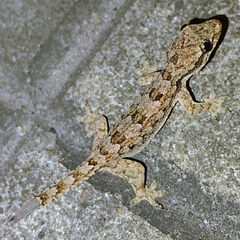 Hemidactylus platyurus