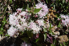 Ageratina pentlandiana