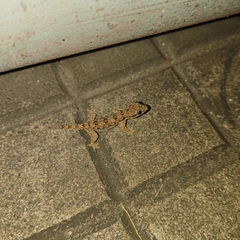 Hemidactylus platyurus