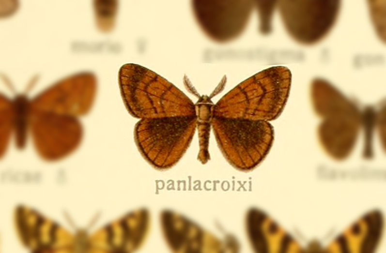 Orgyia trigotephras