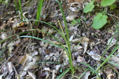 Carex delacosta