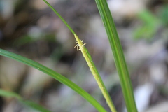 Carex delacosta