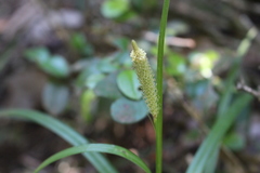 Carex erinacea
